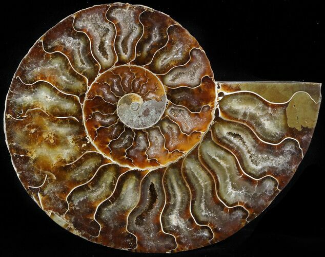 Ammonite Fossil (Half) - Million Years #42519